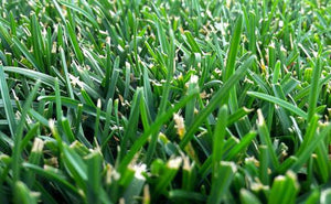 Kentucky Bluegrass image 2