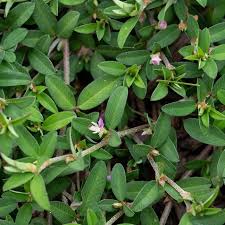 Lespedeza