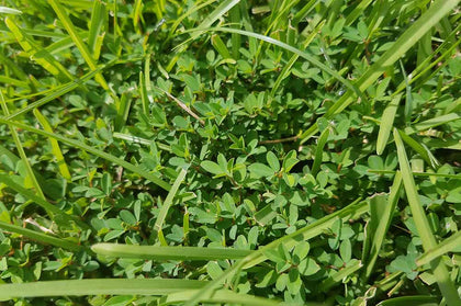Lespedeza