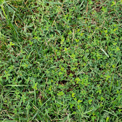 Lespedeza