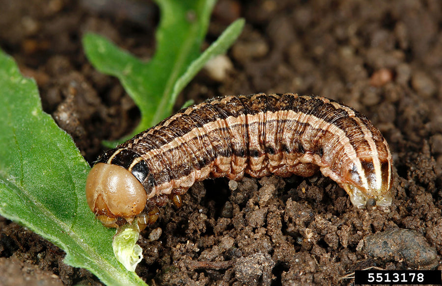 Cutworms – AgChimp LLC