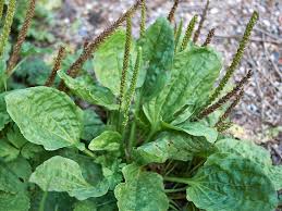 Plantain