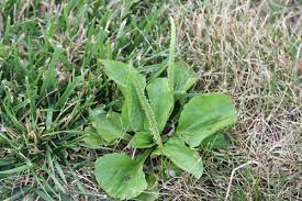 Plantain