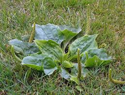 Plantain