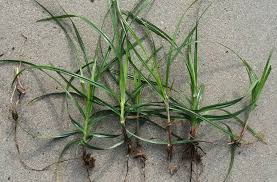 Purple Nutsedge
