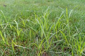 Purple Nutsedge