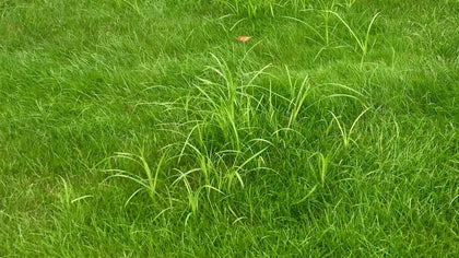 Purple Nutsedge