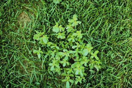 Purslane