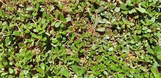 Purslane