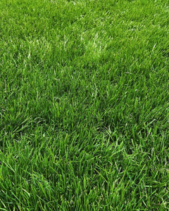 Perennial Ryegrass image 2