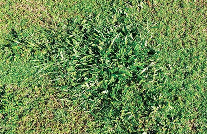 Signalgrass