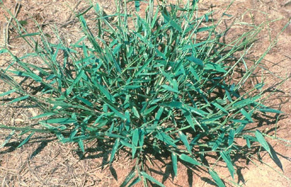 Signalgrass