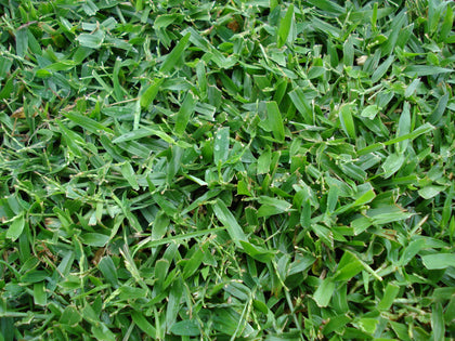 Signalgrass