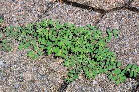 Spurge