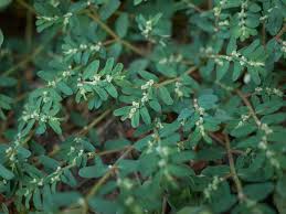 Spurge