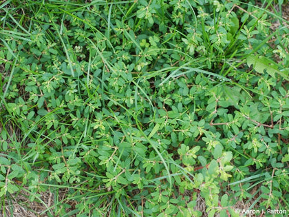 Spurge