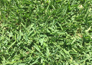 St. Augustinegrass image 1