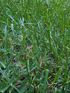 Tall Fescue image 3