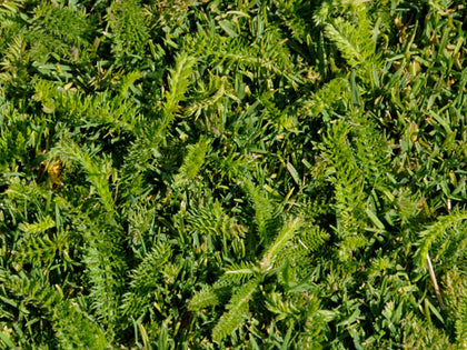 Yarrow