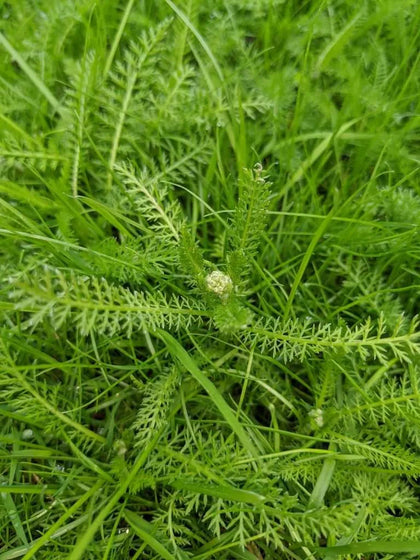 Yarrow