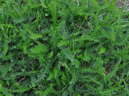 Yarrow
