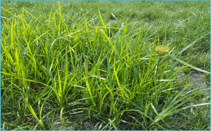 Yellow Nutsedge