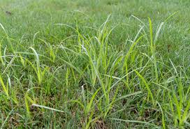 Yellow Nutsedge