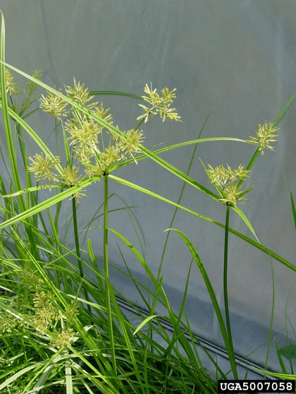 Yellow Nutsedge