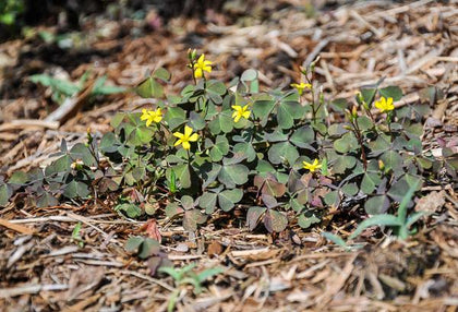 Yellow Woodsorrel