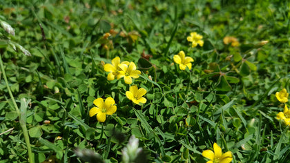 Yellow Woodsorrel