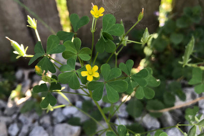 Yellow Woodsorrel