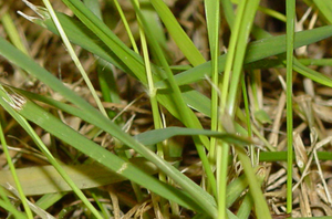 Zoysiagrass image 3